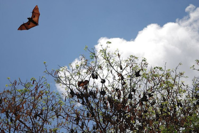 Giant Madagascan fruit bat