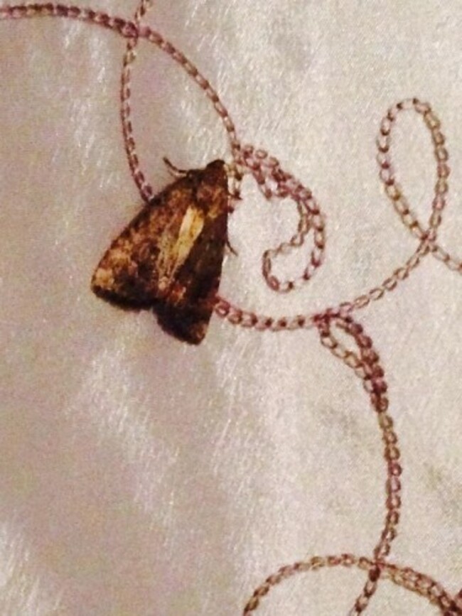 8 things you'll relate to if you have a serious moth phobia