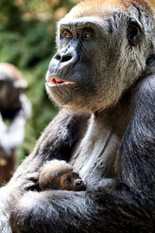 DublinZoo_Gorilla02