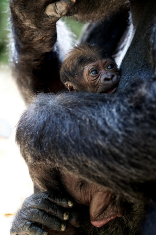 DublinZoo_Gorilla04