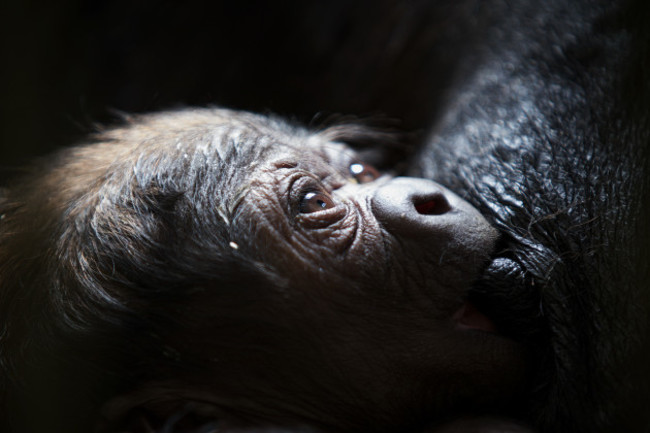 DublinZoo_Gorilla06