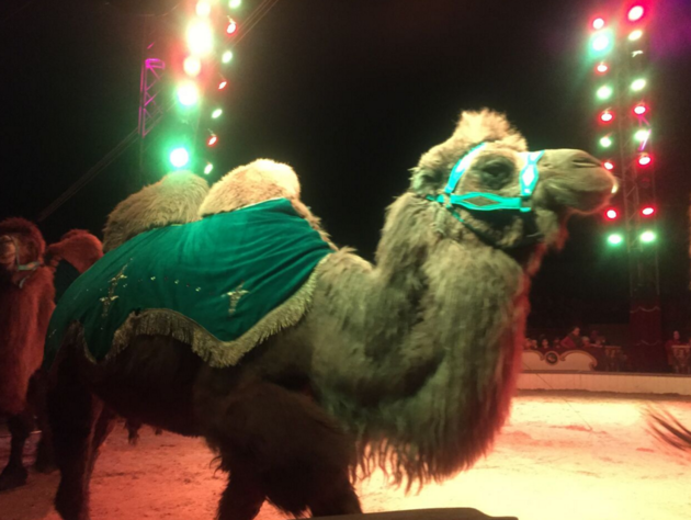 Government says it has no plans to ban the use of animals in circuses