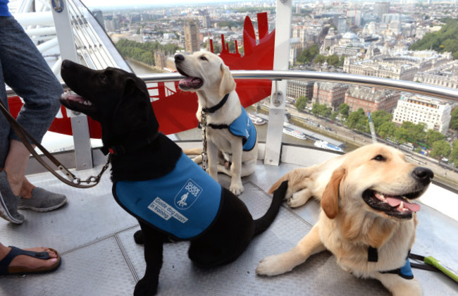 Guide dog puppies on the London Eye