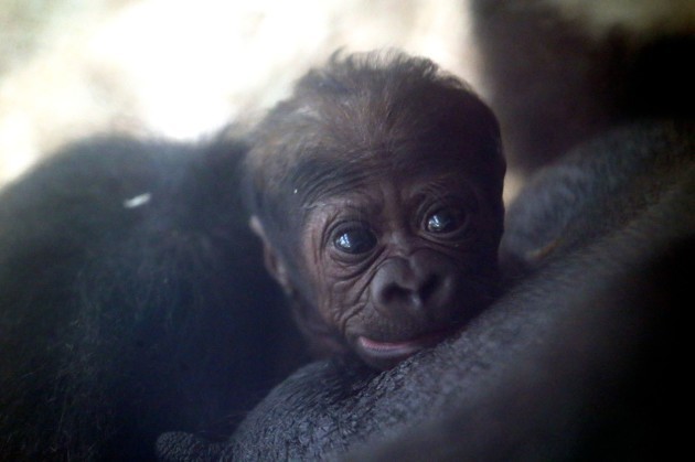 Baby gorilla born at Dublin Zoo