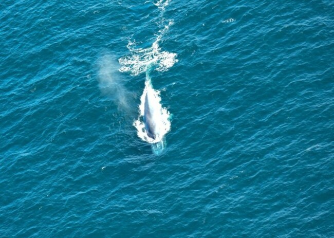 Whale