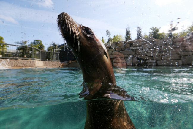 9/6/2015. Animals at Dublin Zoo