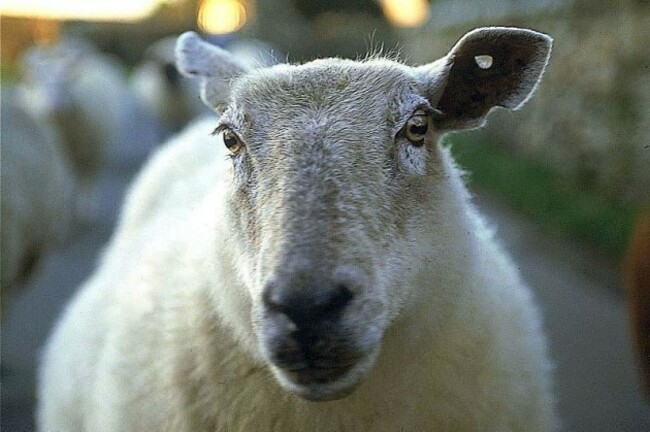 mouton_ouessant_large_rwd