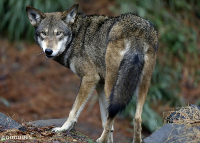 Red Wolves