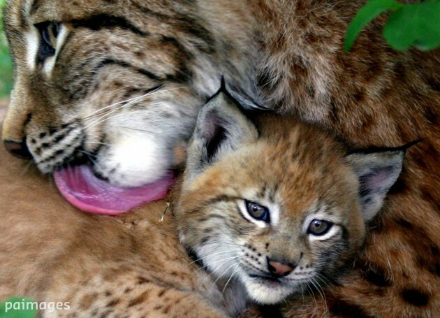 BULGARIA LYNX