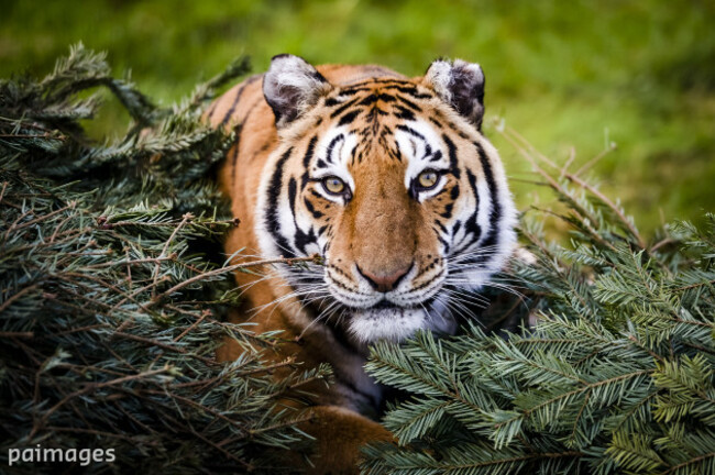 Large carnivores research