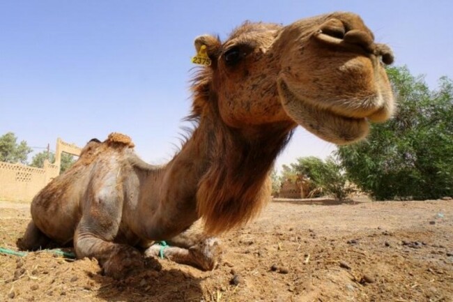 david_m_byrne_morocco_7