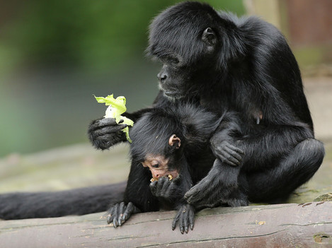 Critically endangered Columbian black spider monkey born at Fota