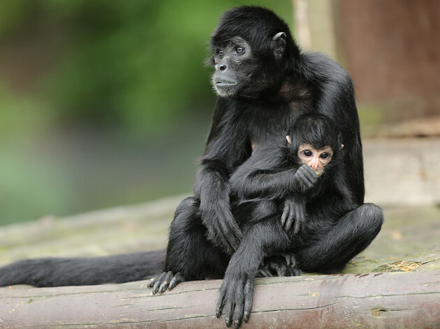 A new cute baby spider monkey has been born at Fota · TheJournal.ie