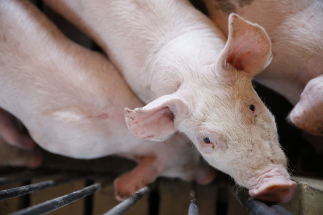 America's Pig Farmer of the Year Award Winner
