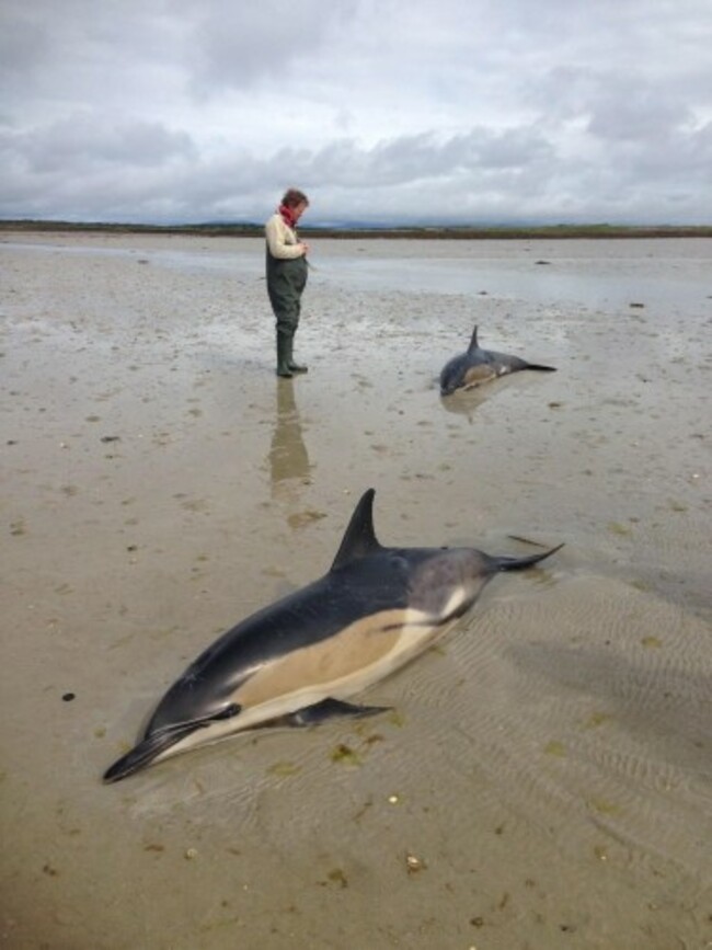 dolphins - 1