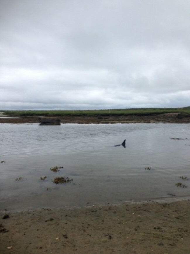 dolphins - 2