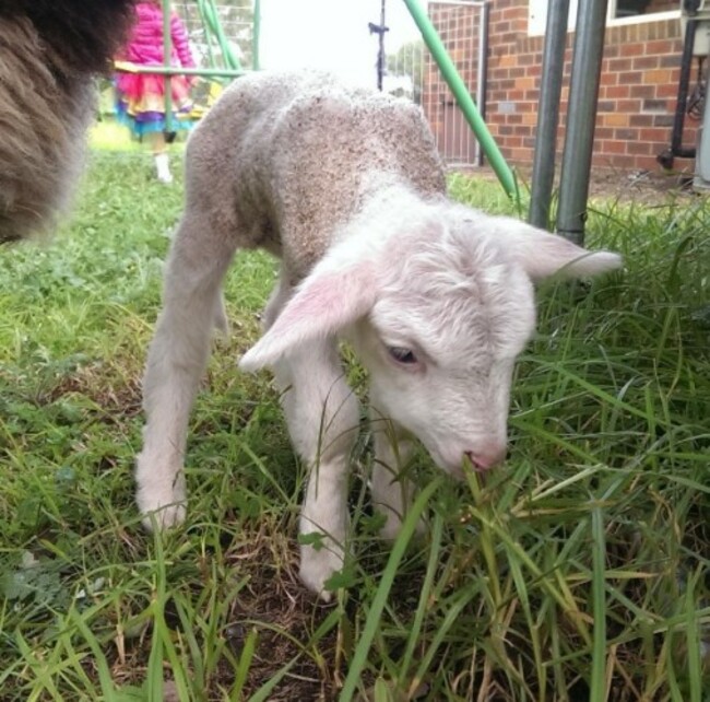 lamb