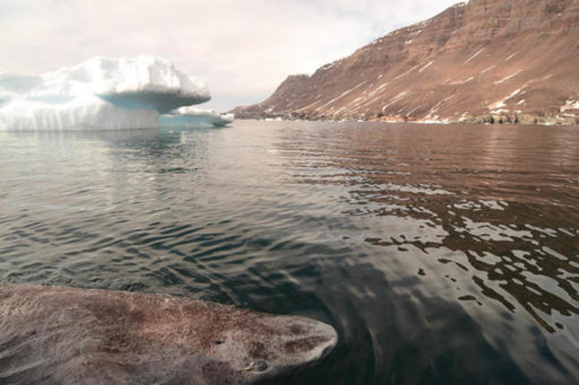 Greenland Shark