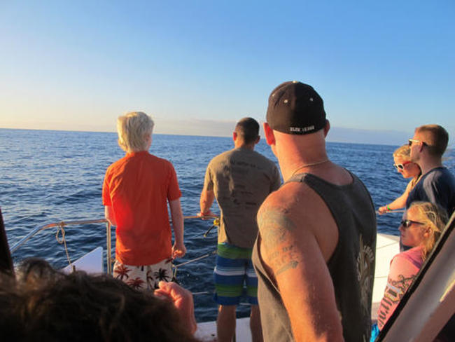 Swimming With Dolphins