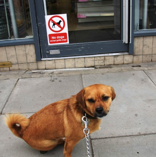 No Dogs - usefully at dog height because dogs can read...