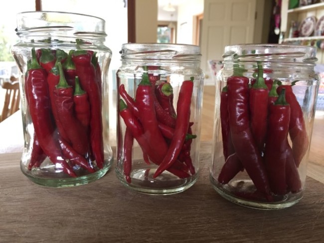 chilli peppers pickling