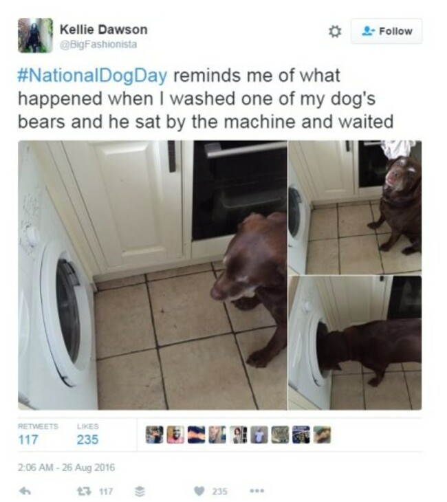 dog