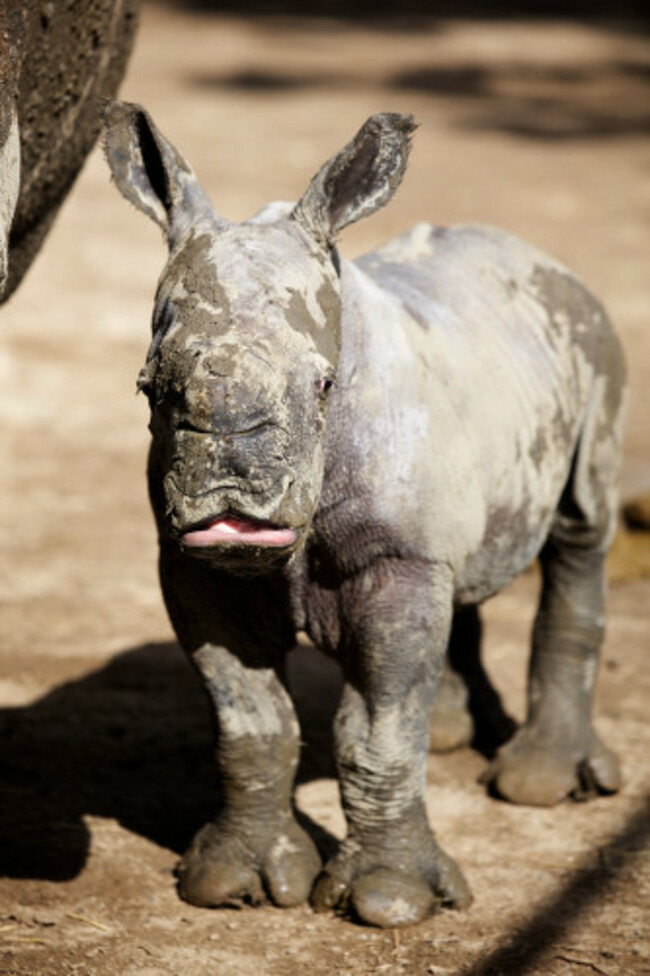 DublinZoo_Rhino05 (1)