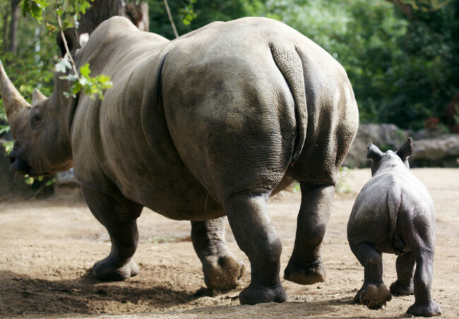 DublinZoo_Rhino03