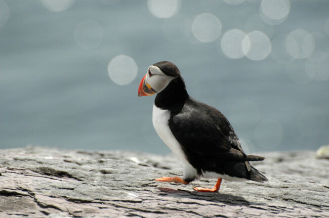 Puffin on Skellig Michael