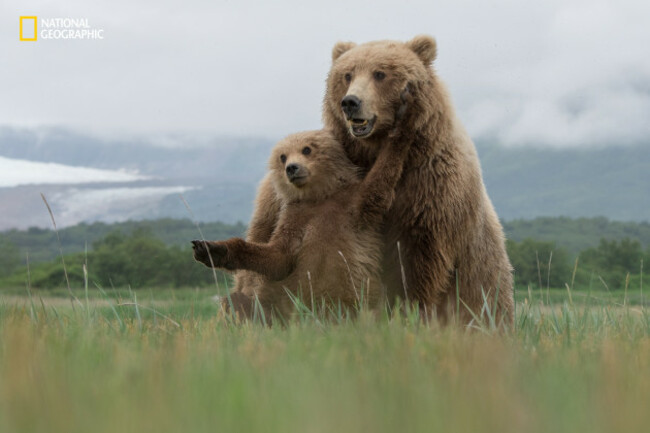 Bear Hug