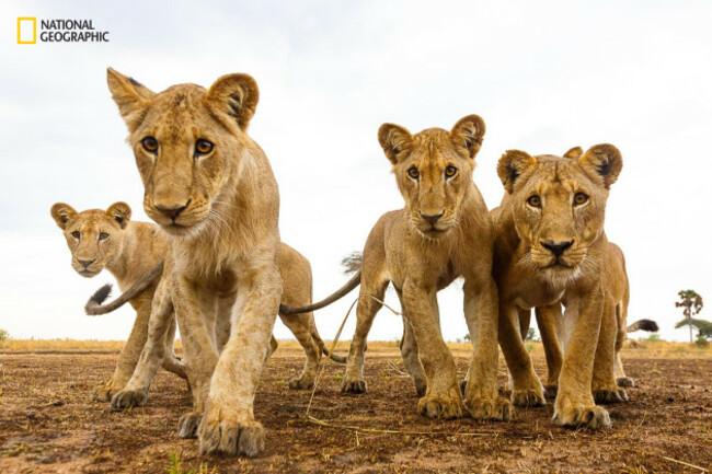 Curious Lions