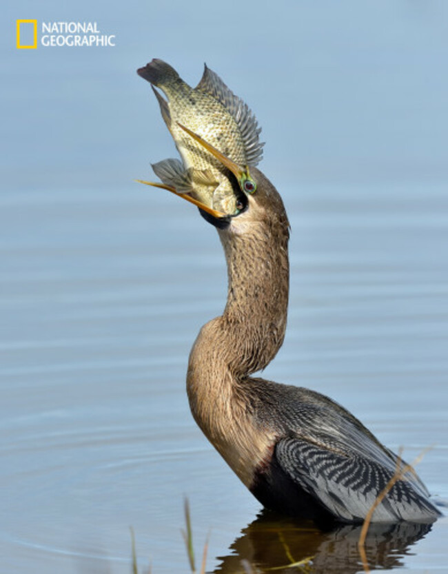 Female Anhinga with Brunch