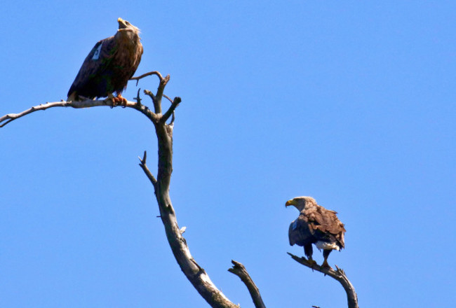 White Tailed Eagle Breeding Pair1