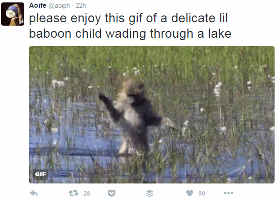 baboon