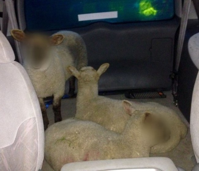Sheep in car(1)