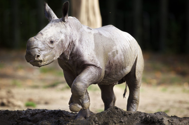 DublinZoo_Rhino07