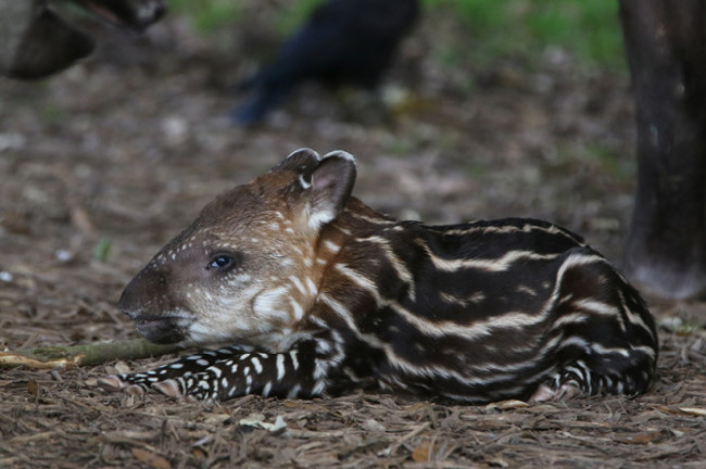 baby-tapir-fota-wildlife-park