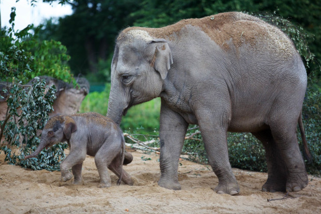 DublinZoo_Elephant08
