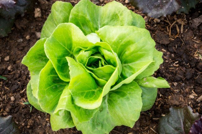 shutterstock_232729453