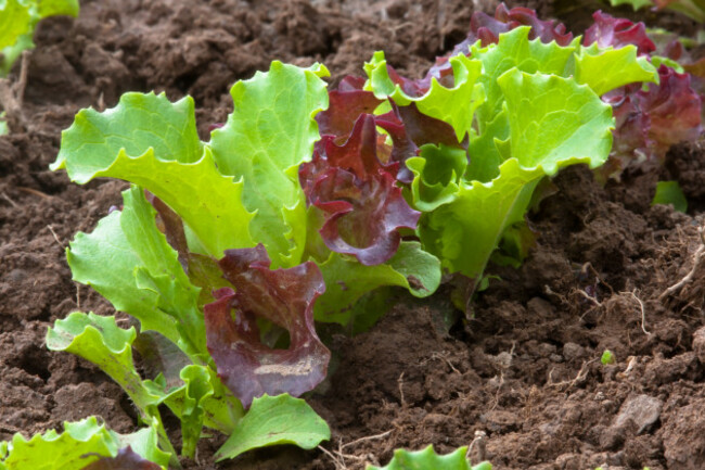 shutterstock_289938365