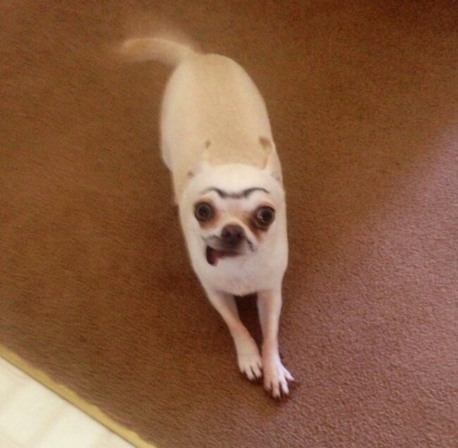 chihua