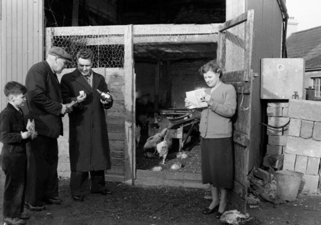 chickens_feb-28th-1956