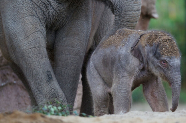 DublinZoo_Elephant05