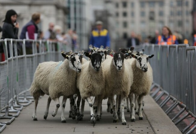 Freeman of the City of London driving sheep