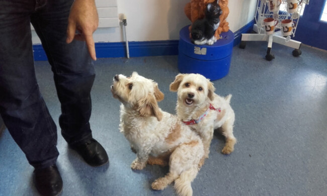Joey the cavachon dog is reunited with his brother and owner