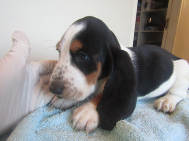 Ten puppies seized in Cairnryan port in Scotland yesterday