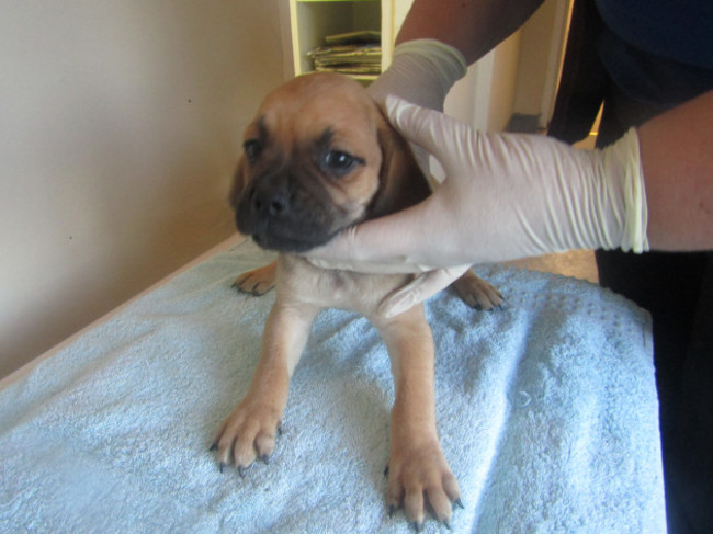 Ten puppies seized in Cairnryan port in Scotland yesterday