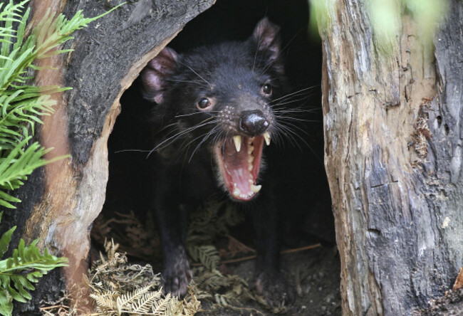 Australia Devils' Last Stand