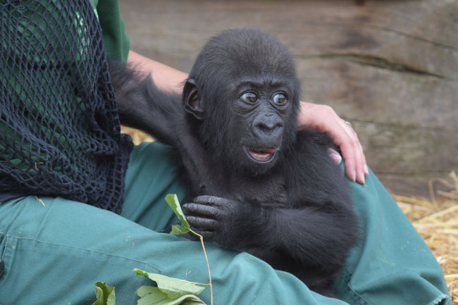 Baby gorilla plays with keeper at Bristol Zoo
