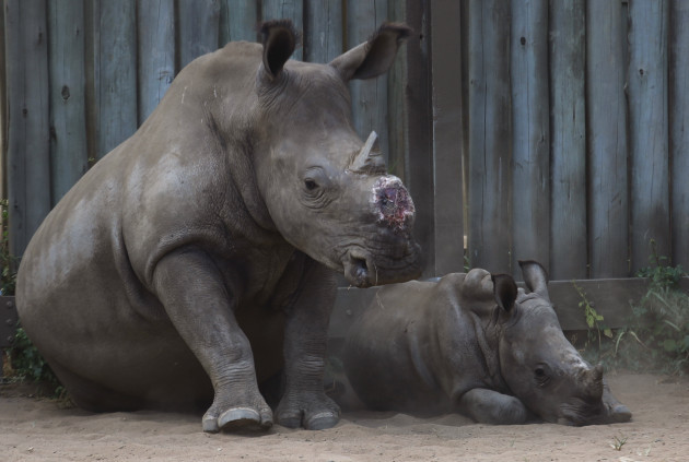South Africa De-horning Rhinos